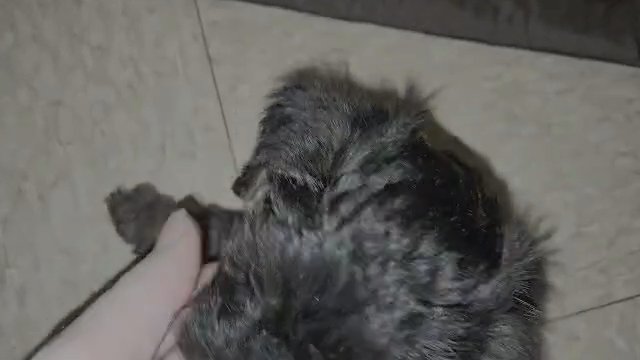 Male Yorkiepoo Green Collar ( no name yet ) in Hauppauge, New York