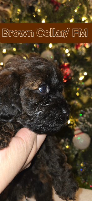 Brown Yorkiepoo Girl 6 Weeks in Hauppauge, New York