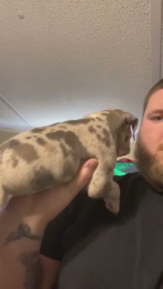 XL American Bully in Florence, South Carolina