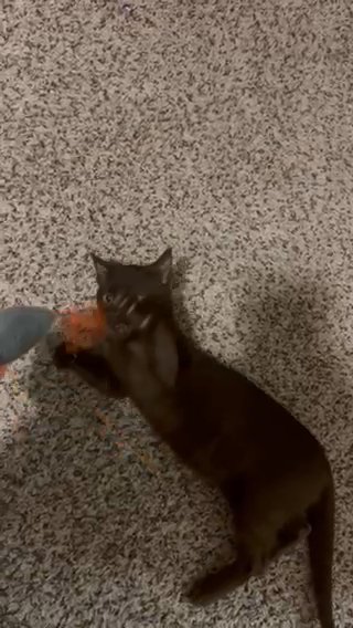 Havana Brown Cat in Baton Rouge, Louisiana