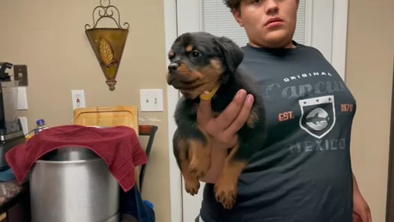 Rottweiler Champion Bloodline in Glendale, Arizona