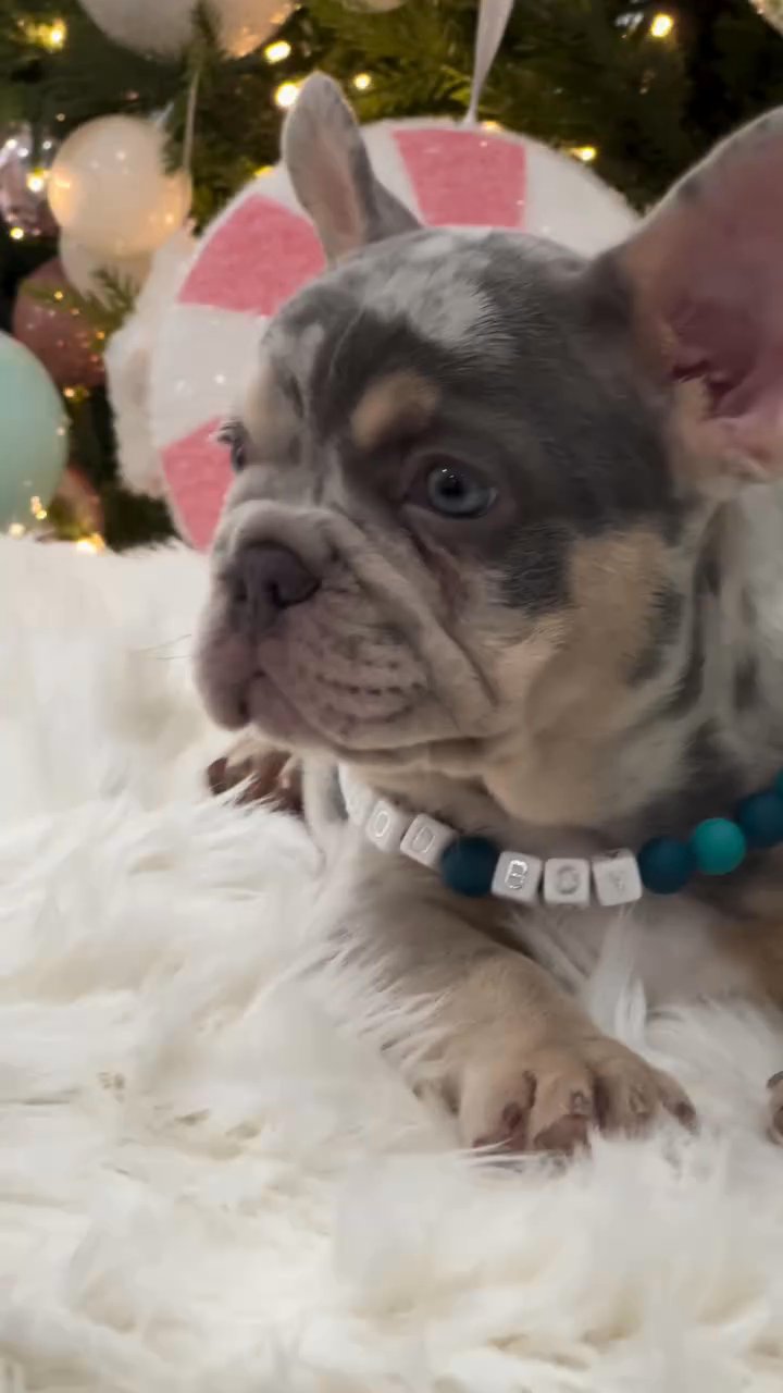 Home Raised French Bulldog Puppies in Florida City, Florida