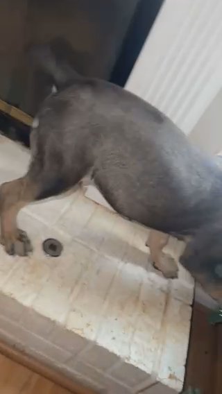 Cane Corso Pups Available in Kennesaw, Georgia