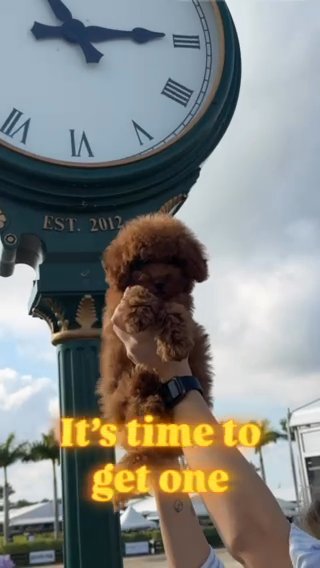 Toy Poodle With Pedigree in Miami, Florida