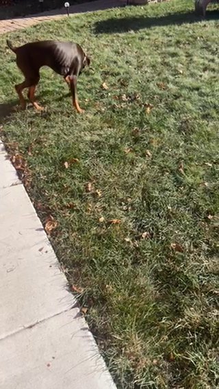 Red/Rust Doberman in Chicago, Illinois