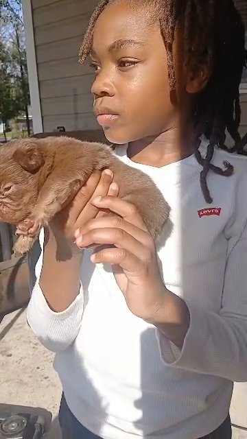 New shade rojo chocolate full fluffy in Jacksonville, Florida