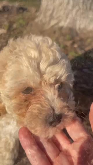 Toy Poodle in Charlotte, North Carolina
