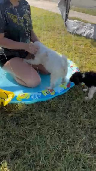 Standard Poodle Puppy Male in Copperas Cove, Texas