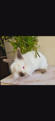 Bunnies For Sale in Tallahassee, Florida