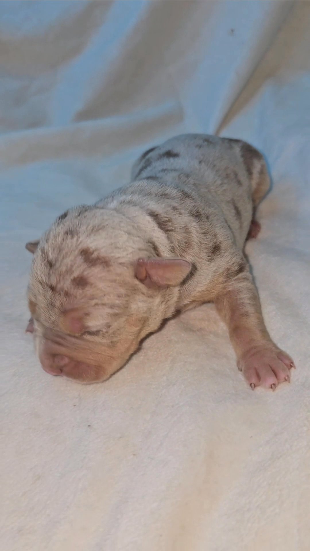 XL American Bully in Greensboro, North Carolina