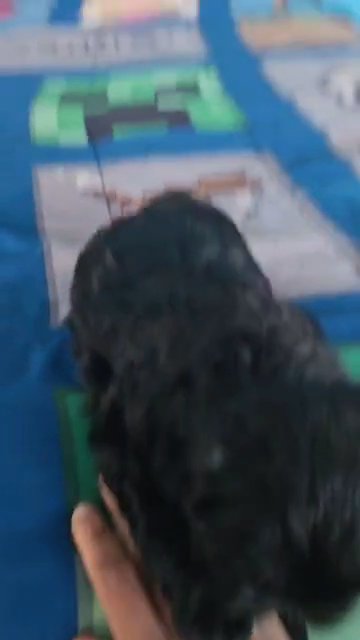shih tzu girl in East Stroudsburg, Pennsylvania