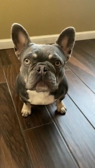 French Bull Dog For Sale in Ceres, California