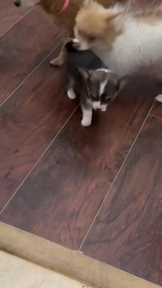 Teacup Chihuahua Boy Puppy in Charlotte, North Carolina