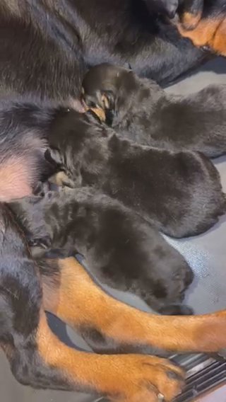 Rottweiler Puppies in Fayetteville, North Carolina