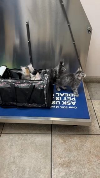 SOLD!! Amaterasu Maine Coon Kitten in Bay St. Louis, Mississippi