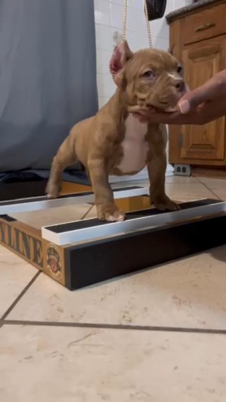 Foundation Female Quality American Bully in Schenectady, New York