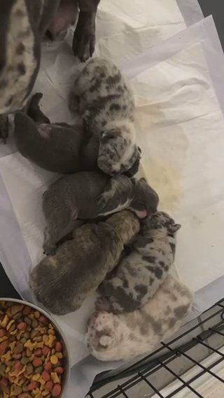 French Bulldogs in Roswell, New Mexico