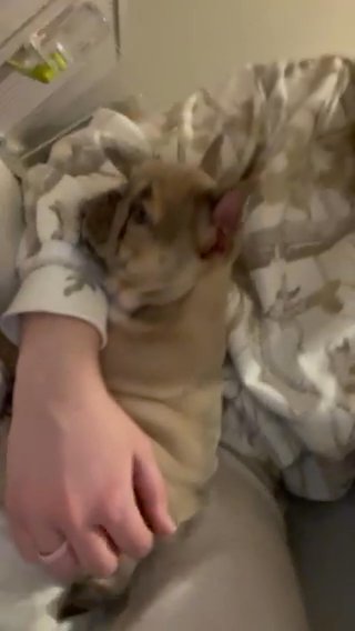 Lilac Fawn Female Frenchie Puppy in Mableton, Georgia