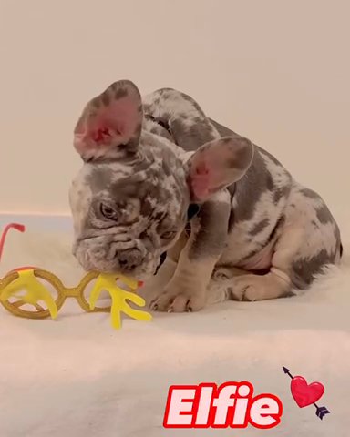 Male French Bulldog in White Plains, New York