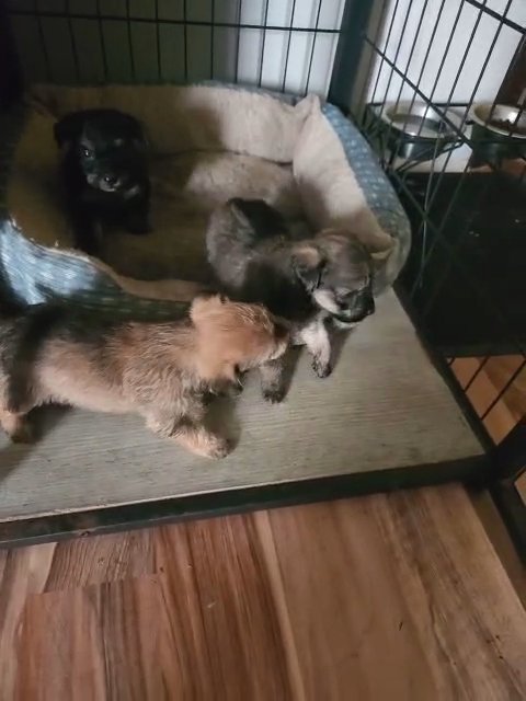 Yorkiepoos in Laurinburg, North Carolina