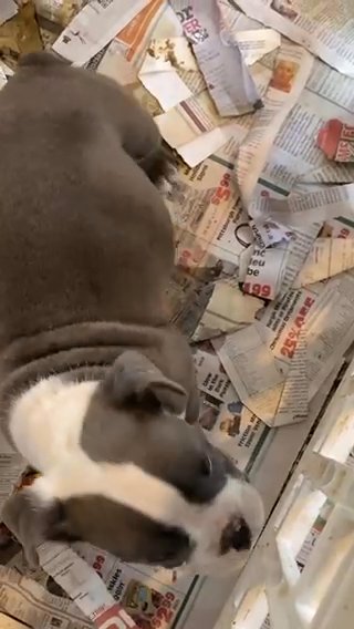 Female Olde English Bulldog in Pittsburgh, Pennsylvania