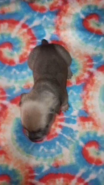 Orange Collar Male in Paragould, Arkansas