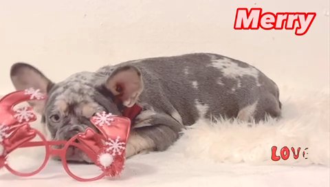 Lilac Tan Merle Female French Bulldog in White Plains, New York