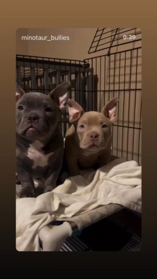 Female Micro American Bully in Bethlehem, Pennsylvania