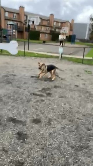 He Loves To Play Tag in Vancouver, Washington
