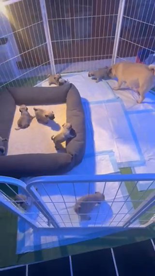 9 Pug Puppies in Bartlett, Illinois