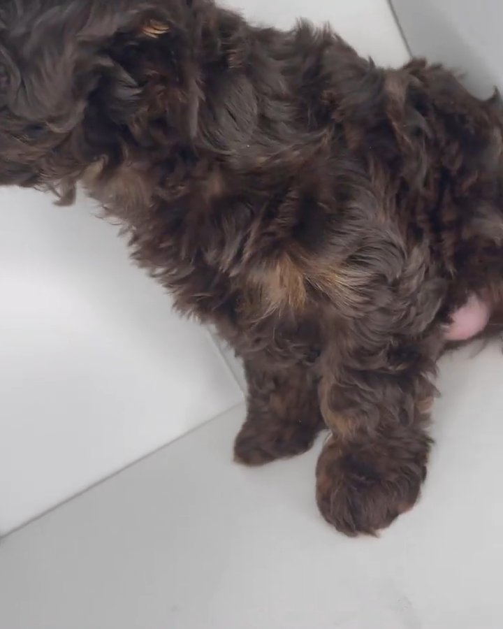 Toy Poodle in New York City, New York