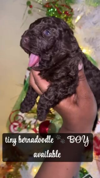 CHOCALATE BOY?? Tiny Bernadoodle in Rocky Mount, North Carolina
