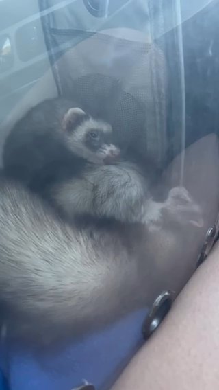 2 Girl Ferrets in Jacksonville, North Carolina