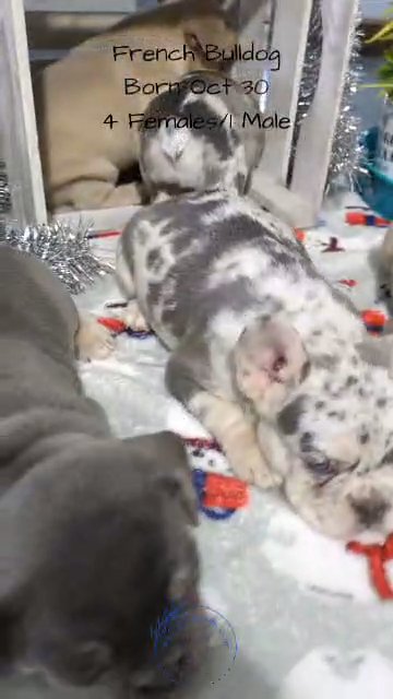 FRENCH BULLDOG PUPS BORN OCT 30 in Goshen, Indiana