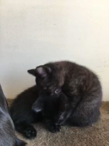 tuxedo kittens for sale in Coatesville, Pennsylvania