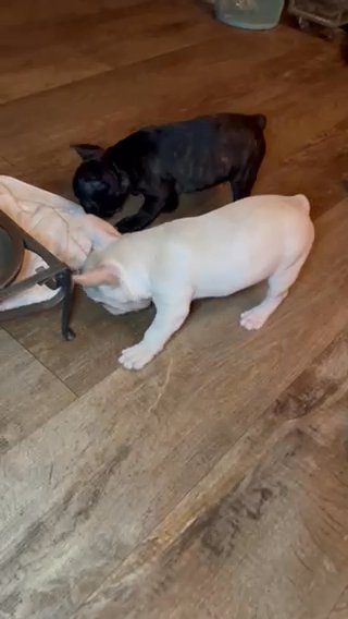 French Bulldog Cream Female in Indianapolis, Indiana
