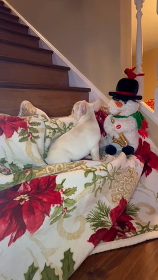 Female AKC French Bulldog in Indianapolis, Indiana