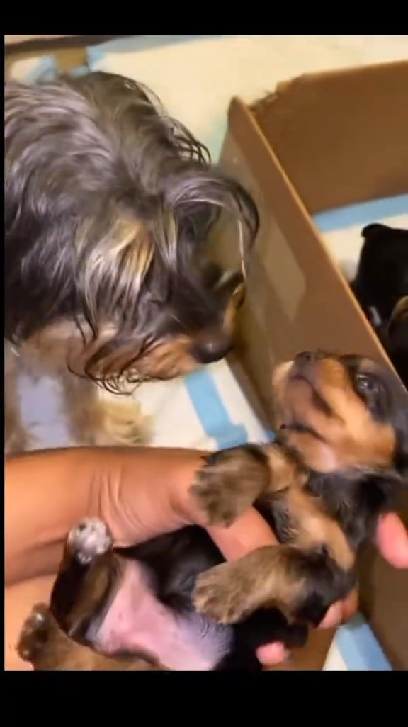 Yorkie puppies in New Carrollton, Maryland