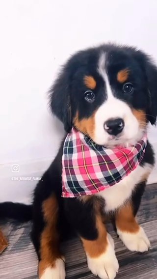 Cupid Ready Now Akc bernese M D in Albany, New York
