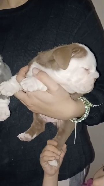 Barney the Blue Bulldog in Glendale, Arizona