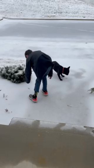 AKC female French Bulldog ( Frenchie) in Cleveland, Tennessee