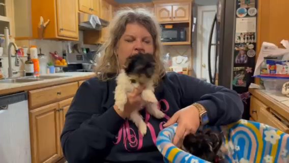 AKC Parti yorkies in Hammond, Louisiana