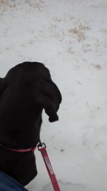Elvira AKC Great Dane in Roanoke, Virginia