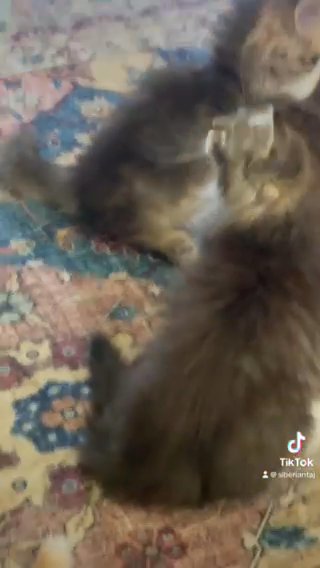 Siberian Kittens TICA Pedigree in White Plains, New York