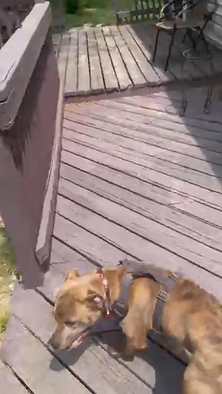Dog For Sale in York, Pennsylvania