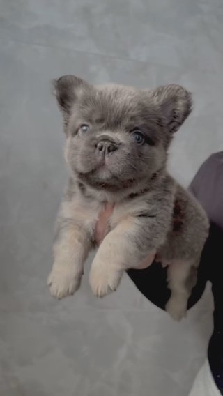 Fluffy Blue  And Tan French Bulldog in West Palm Beach, Florida