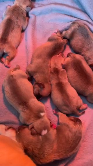 American Bully Pups For Sale in Sicklerville, New Jersey