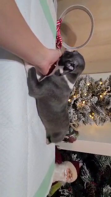 blue brindle male boston terrier in New Castle, Pennsylvania