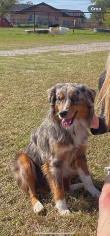 Male Blue Merle Miniature Aussie in Weatherford, Texas