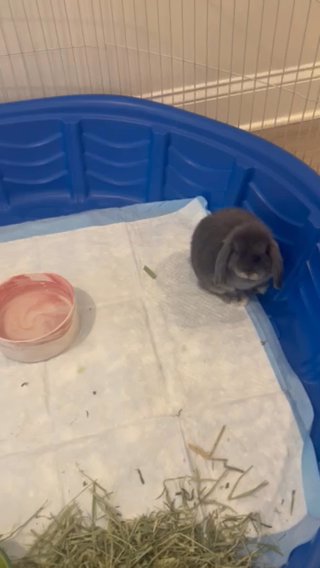 Holland Lop (doe) in Atlanta, Georgia